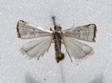 Pseudocatharylla sp1